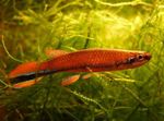 Akvaariumikala Rivulus punane Foto, kirjeldus ja hoolitsemine, kasvav ja omadused