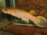 Aquariumvissen Rivulus Gevlekt foto, beschrijving en zorg, groeiend en karakteristieken