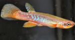 foto Peixes de Aquário Rivulus características