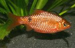 Aquarium Fishes Rosy Barb  Photo and characteristics