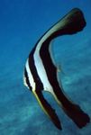  Round-Faced Batfish, Teira Batfish  Photo and characteristics