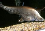  Royal Knifefish  Photo and characteristics