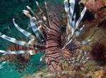  Russell's Lionfish  Photo and characteristics