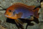 Roostes Cichlid