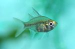 Photo Aquarium Fishes Sailfin Glass Perchlet characteristics