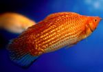 Фото Аквариумные рыбки Моллинезия парусная (Пецилия высокоплавничная, Пецилия флаговая) характеристика