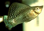 Photo Aquarium Fishes Sailfin Molly characteristics