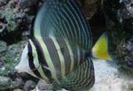 Aquarium Fishes Sailfin Tang  Photo and characteristics