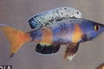 Peixes de Aquário Sardine Cichlid, Cyprichromis Variegado foto, descrição e cuidado, crescente e características