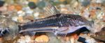 снимка Аквариумни риби Scleromystax Lacerdai характеристики