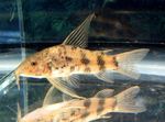 Photo Aquarium Fishes Scleromystax macropterus characteristics