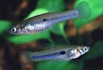 観賞魚 Scolichthys 銀 フォト, 説明 と ケア, 成長 と 特性