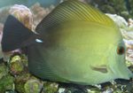 Aquarium Fishes Scopas Tang, Brown Tang  Photo and characteristics