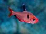 Foto Aquarium Fische Blutsalmler Merkmale