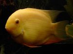 Photo Aquarium Fishes Severum characteristics