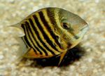 Photo Aquarium Fishes Severum characteristics