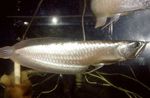 Aquarium Fishes Silver arowana  Photo and characteristics