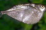 Aquarium Fishes Silver Hatchet  Photo and characteristics