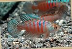 Aquarium Fishes Simpsonichthys  Photo and characteristics
