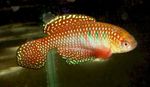 Peixes de Aquário Simpsonichthys Vermelho foto, descrição e cuidado, crescente e características