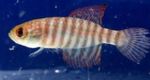 foto Peixes de Aquário Simpsonichthys características