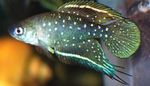 Photo Aquarium Fishes Simpsonichthys characteristics