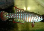 Aquarium Fish Simpsonichthys Spotted Photo, description and care, growing and characteristics