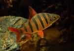 Aquarium Fishes Six-banded Distichodus  Photo and characteristics