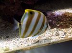 Photo Les Poissons d'Aquarium Butterflyfish Sixspine les caractéristiques