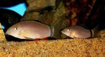 Aquarium Fishes Skunk Loach  Photo and characteristics