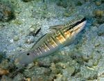 Sleeper Goby Banded