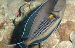 Aquarium Fishes Sohal Tang  Photo and characteristics