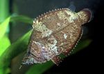  South American Leaf Fish  Photo and characteristics
