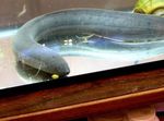  South American lungfish  Photo and characteristics