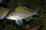 Akvarijné Ryby Spilopterus, Xenotilapia spilopterus striebro fotografie, popis a starostlivosť, pestovanie a vlastnosti