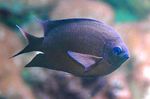 Aquarium Fishes Spiny Chromis  Photo and characteristics