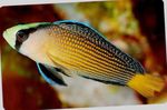 Aquarium Fishes Splendid Dottyback  Photo and characteristics