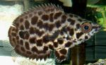 Spotted Climbing Perch, Leopard Bushfish, Ctenopoma acutirostre Spotted Photo, description and care, growing and characteristics