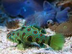  Spotted Green Mandarin Fish  Photo and characteristics