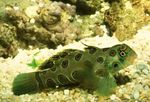 Photo  Spotted Green Mandarin Fish characteristics