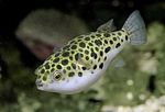 Photo  Spotted Green Puffer Fish characteristics