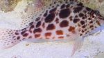  Spotted hawkfish  Photo and characteristics