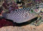 Aquarium Fishes Spotted Puffer (Hawaiian White Spotted Toby)  Photo and characteristics