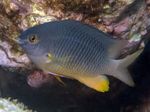 Photo Aquarium Fishes Stegastes characteristics
