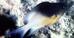 აკვარიუმის თევზი Stegastes ჭრელი სურათი, აღწერა და ზრუნვა, იზრდება და მახასიათებლები