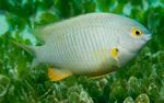 Akvarijní Ryby Stegastes Bílá fotografie, popis a péče, pěstování a charakteristiky