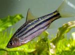 Aquarium Fishes Striped Barb  Photo and characteristics