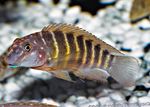 Photo Aquarium Fishes Striped Goby Cichlid characteristics