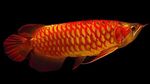 Aquarium Fishes Super red arowana  Photo and characteristics