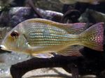 Aquarium Fish Surinamen Geophagus, Geophagus surinamensis Striped Photo, description and care, growing and characteristics